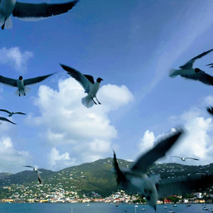 Seagulls