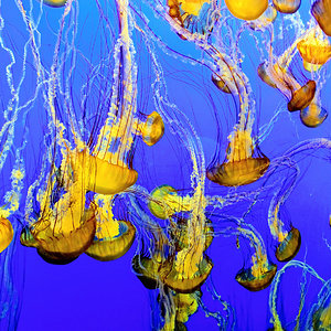 Jellies