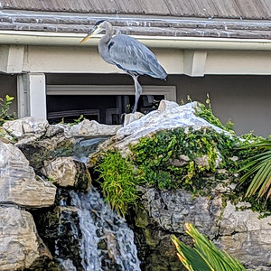 Great blue heron