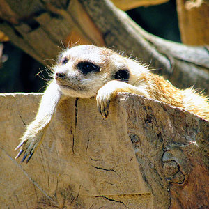 Meerkat
