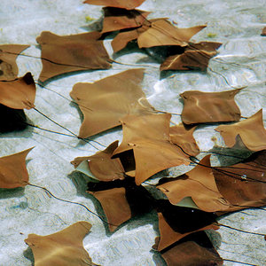 Stingray Lagoon at Atlantis - Paradise Island Bahamas