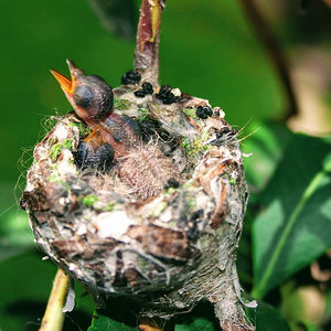 Baby hummingbird