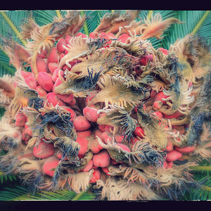 Sago palm flower