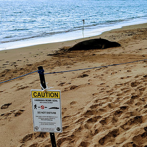 Hawaiian Monk Seal