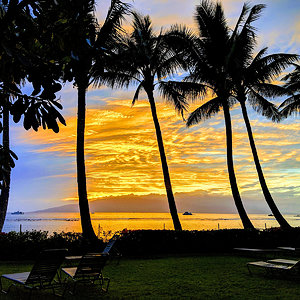 Sunset through the palm trees