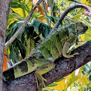 Iguana - George Town, Cayman Islands