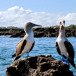 Blue footed booby