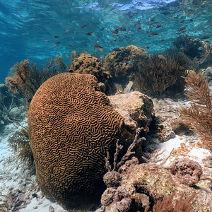 Brain coral at Klein Bonaire