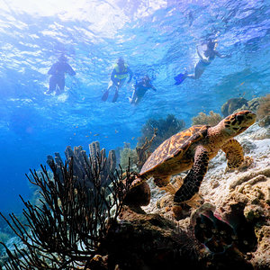 Snorkeling with a Hawksbill sea turtle in Klein Bonaire