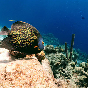 Fish we saw while snorkeling in Klein Bonaire