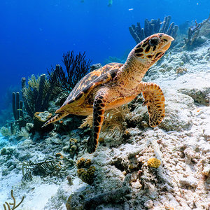 Hawksbill sea turtle in Klein, Bonnaire