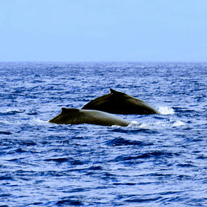 Humpback whales at Molokini, Maui
