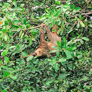 Sloth in Limón Province, Moín, Costa Rica