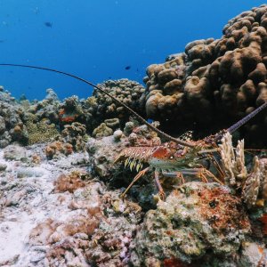 Lobster we saw while snorkeling in Klein Bonaire