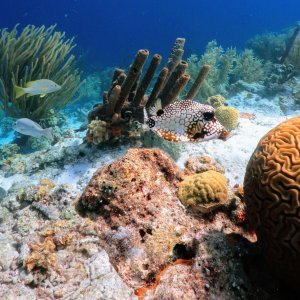 Pufferfish in Klein, Bonaire