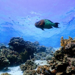 Snorkeling at Klein Bonaire