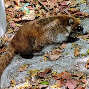 Cozumel Island Coati