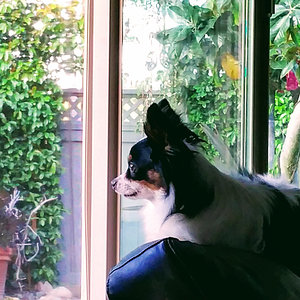 Lola