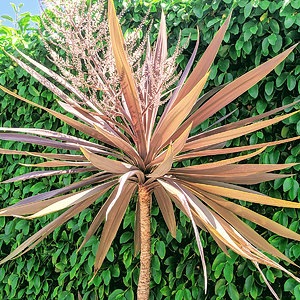 Dracaena