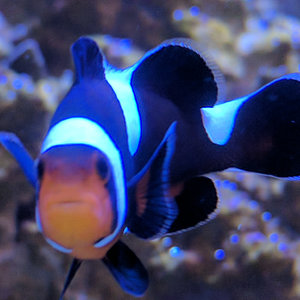 Clownfish at Molokini, Hawaii