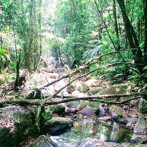 El Yunque National Forest, Puerto Rico.