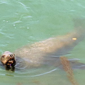 California sea lion at Dana Point Harbor