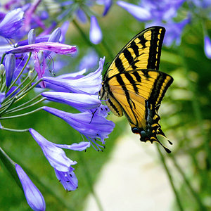 Old world swallowtail butterfly