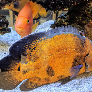 FIsh tank