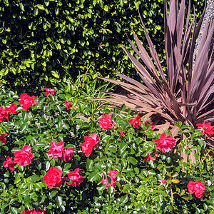 Roses