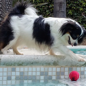 Our dog Lola playing