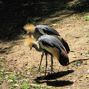 Grey crowned cranes