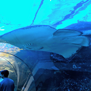 Maui Ocean Center