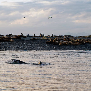 Pinnipeds