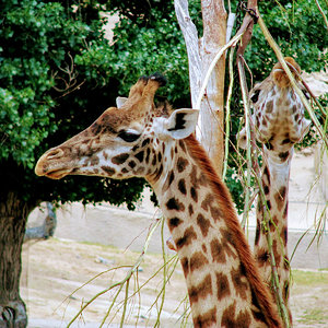 Giraffes
