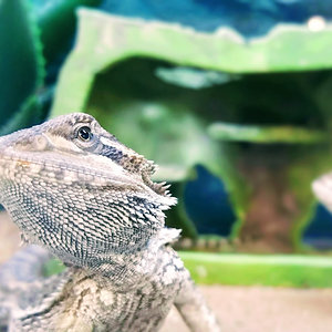 Central bearded dragon