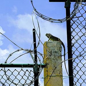Iguana