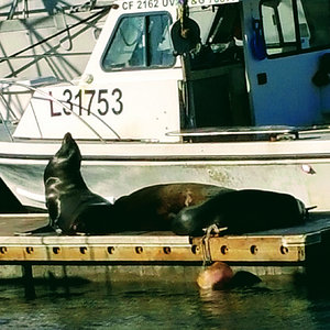 Sea lions