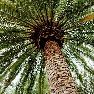 Phoenix canariensis