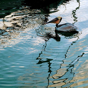 Pelican