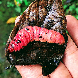 Larva