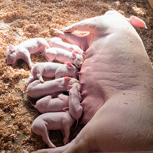 Piglets