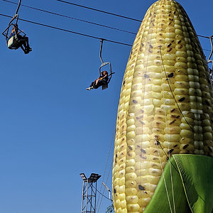 Corn on the cob