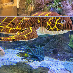 Legoland seaturtle