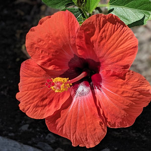 Hibiscus flower