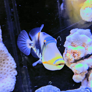 Lagoon triggerfish