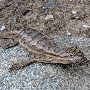Western fence lizard