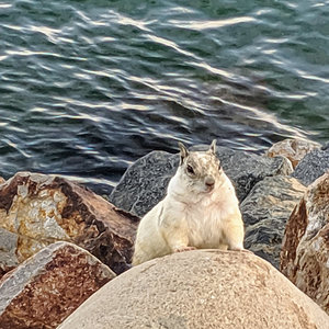 Squirrel