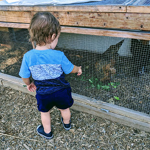 Chickens