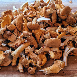 Wild Chantrelle mushrooms