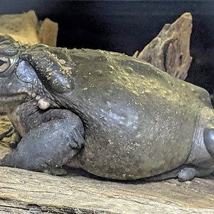 Incilius